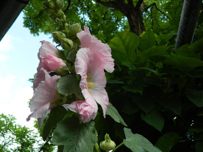 DSCN1062 - 2015_3_IUNIE