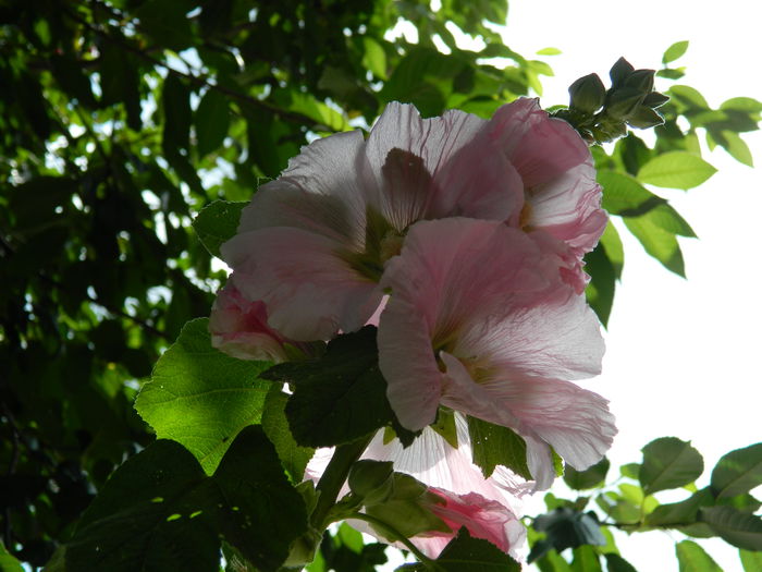 DSCN1063 - 2015_3_IUNIE