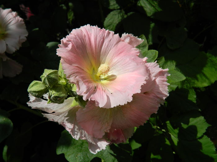 DSCN1065 - 2015_3_IUNIE