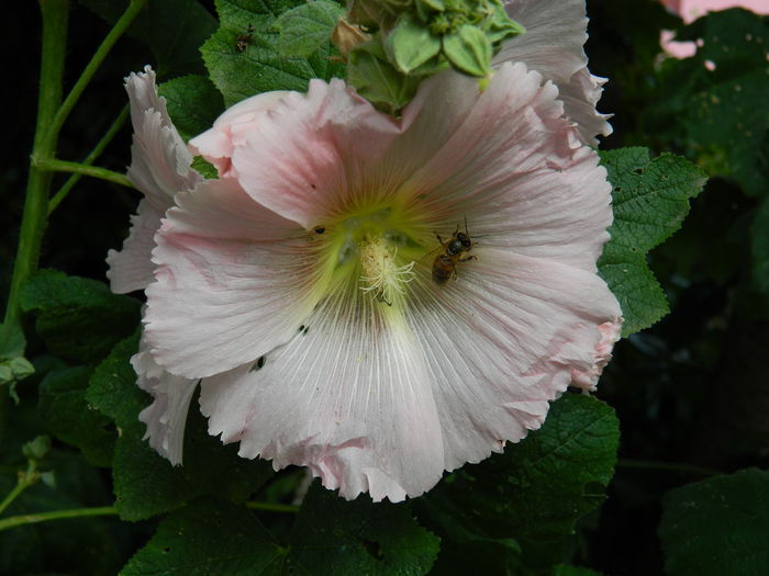 DSCN1074 - 2015_3_IUNIE