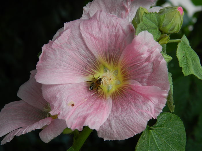 DSCN1076 - 2015_3_IUNIE