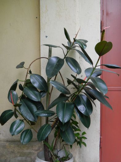 DSCN1086 - 2015_3_IUNIE