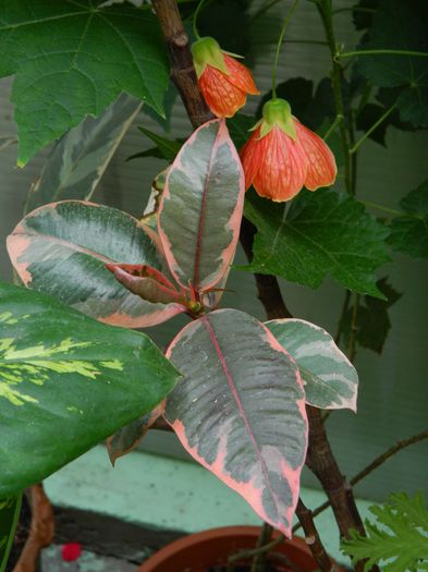 DSCN1091 - 2015_3_IUNIE