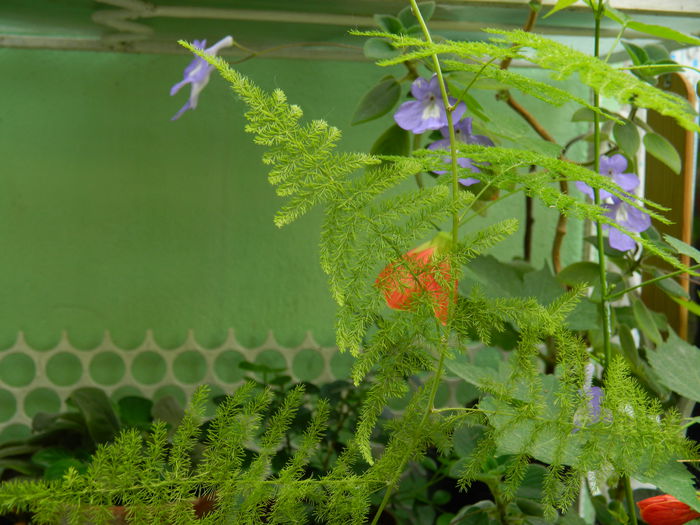 DSCN1093 - 2015_3_IUNIE