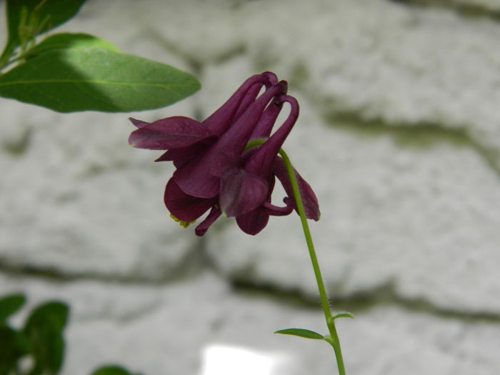 DSCN1109 - 2015_3_IUNIE