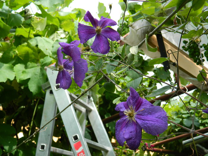 DSCN1111 - 2015_3_IUNIE