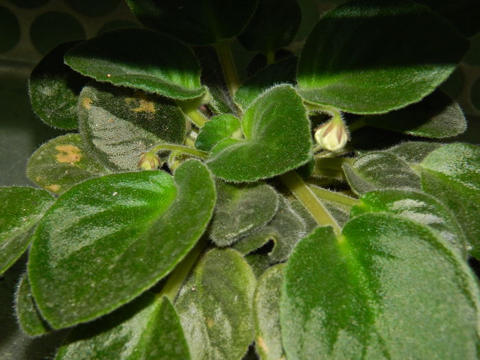 DSCN1138 - 2015_3_IUNIE