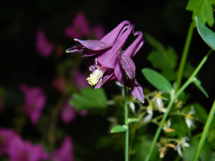 DSCN1146 - 2015_3_IUNIE