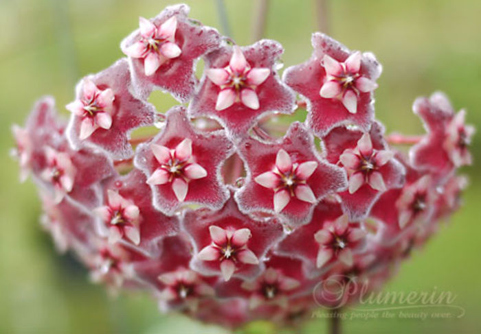 pubicalix splash - Hoya