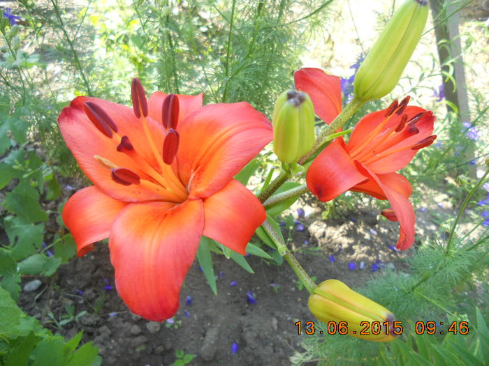 DSCN4404 - flori din gradina