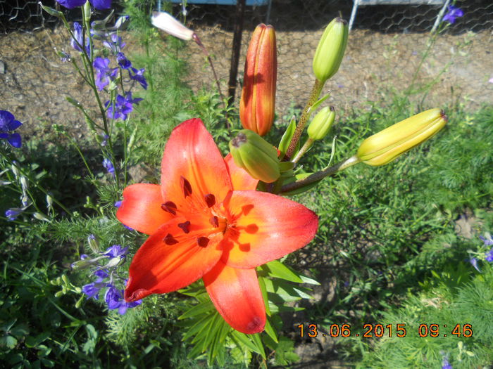 DSCN4405 - flori din gradina