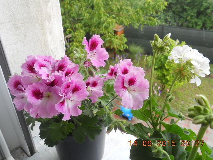 DSCN4423