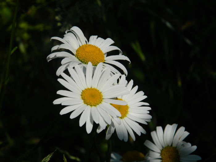 DSCN9941 - 2015_HERCULANE_2