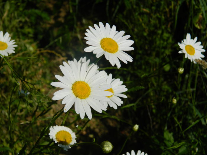 DSCN9948 - 2015_HERCULANE_2