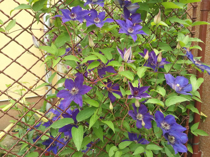 Photo006 - clematis