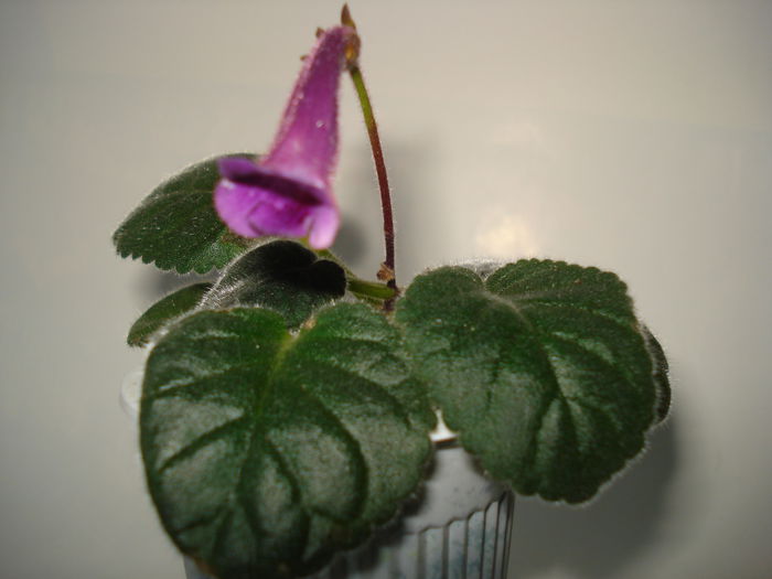 DSC01822 - SINNINGIA 2015