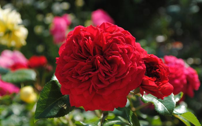 Red Leonardo da Vinci - 2015 trandafiri -II