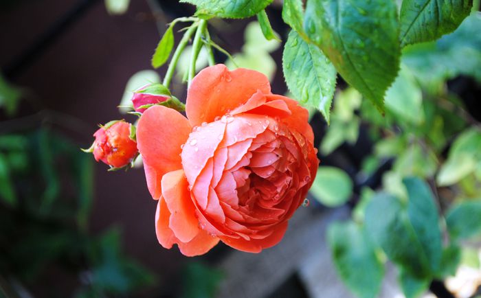 Summer Song (dupa ploaie)