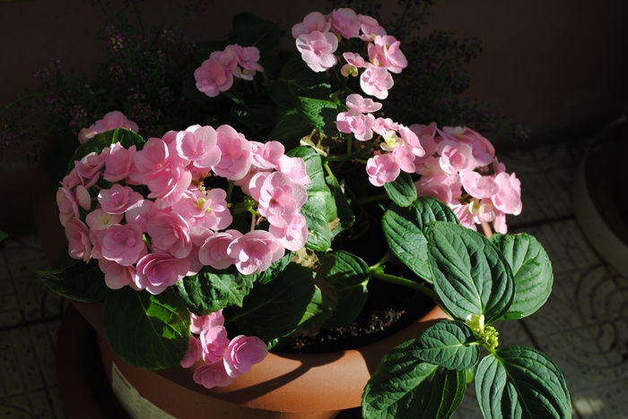 hortensia beautensia papillon