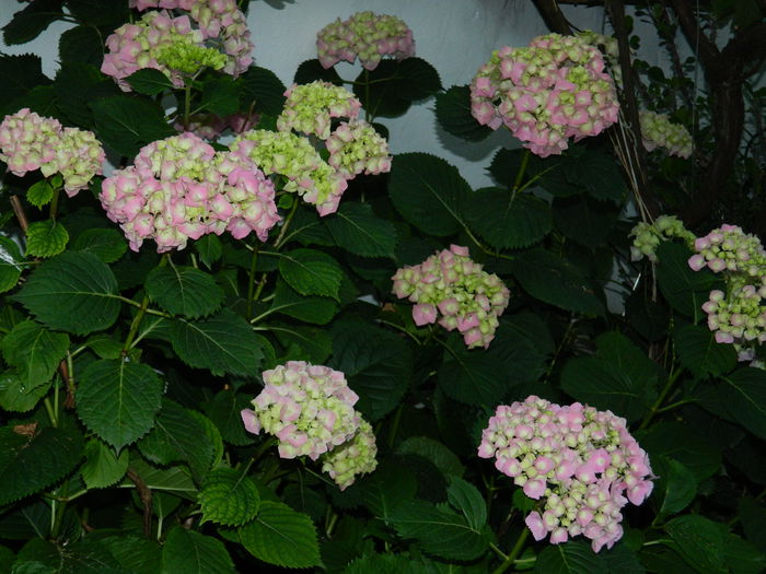 DSCN9733
