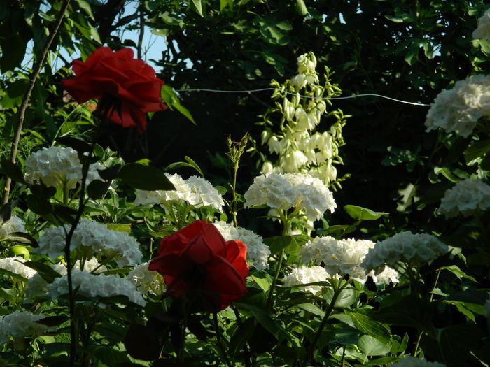 DSCN0826