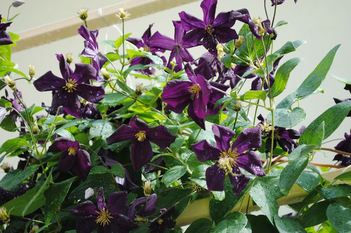 clematis Romantika