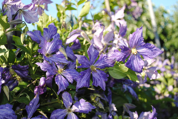 clematis Tie Dye