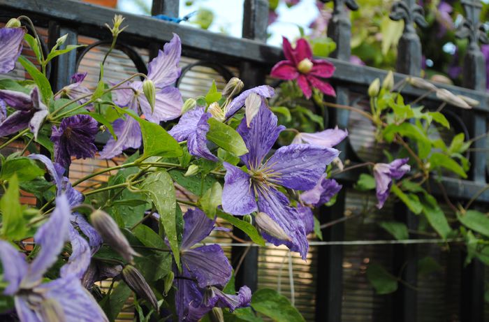 clematis Tie Dye si  Sunset