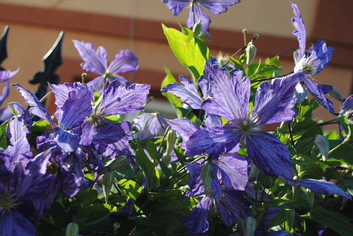 clematis Tie Dye