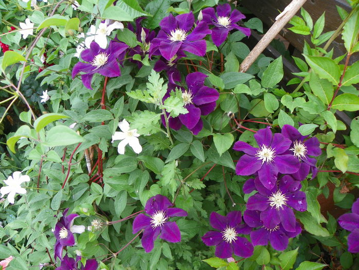Warszawska Nike - Clematite 2015