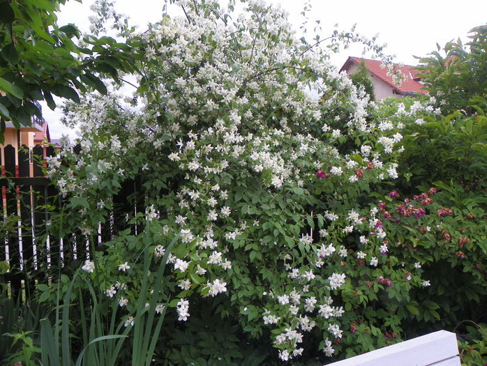 philadelphus inodorus - Copacei si arbusti 2015