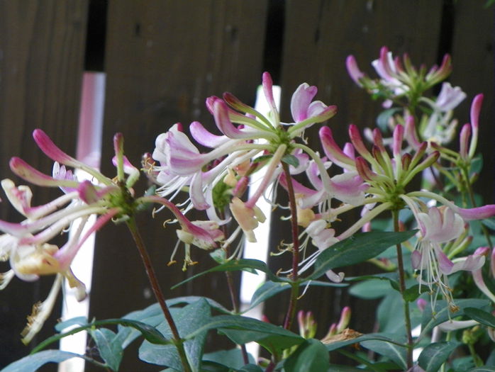 clematis Serotina - Copacei si arbusti 2015