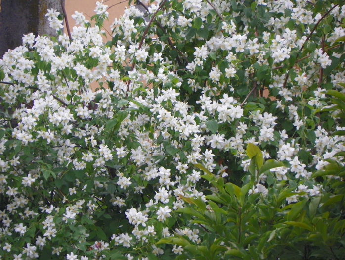 philadelphus inodorus