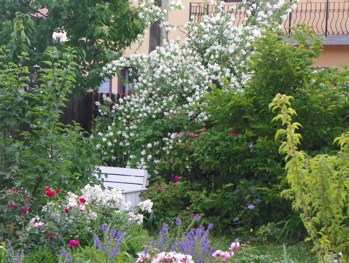 19 iun 058 - Gradina 2015