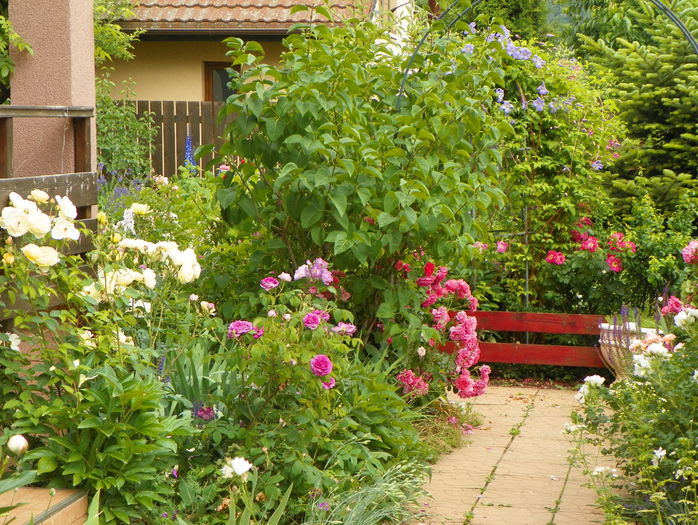 19 iun 191 - Gradina 2015