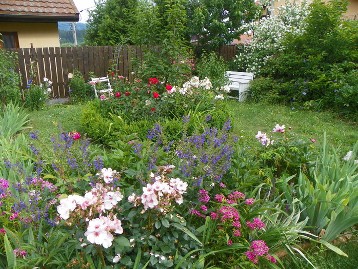 19 iun 206 - Gradina 2015