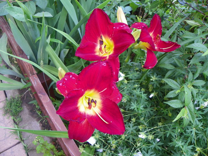 Scarlet Orbit - Hemerocallis 2015