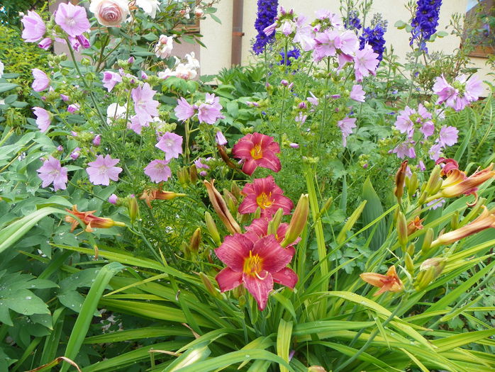 Little Wine Cup - Hemerocallis 2015