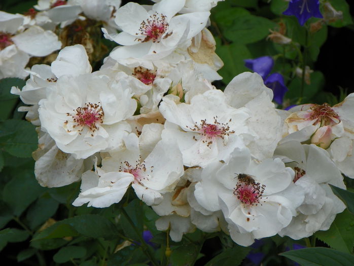 Jacqueline du Pres