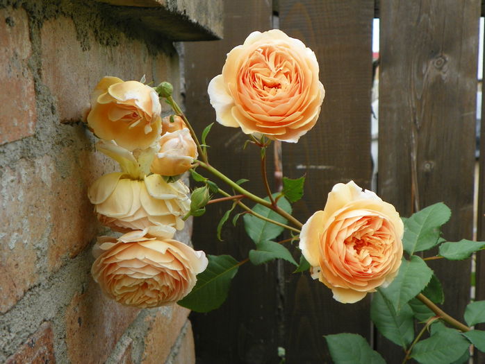 Crown Princess Margareta