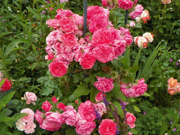 Rosarium Uetersen