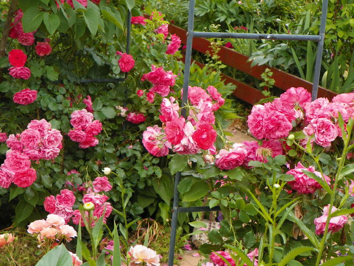 Rosarium Uetersen