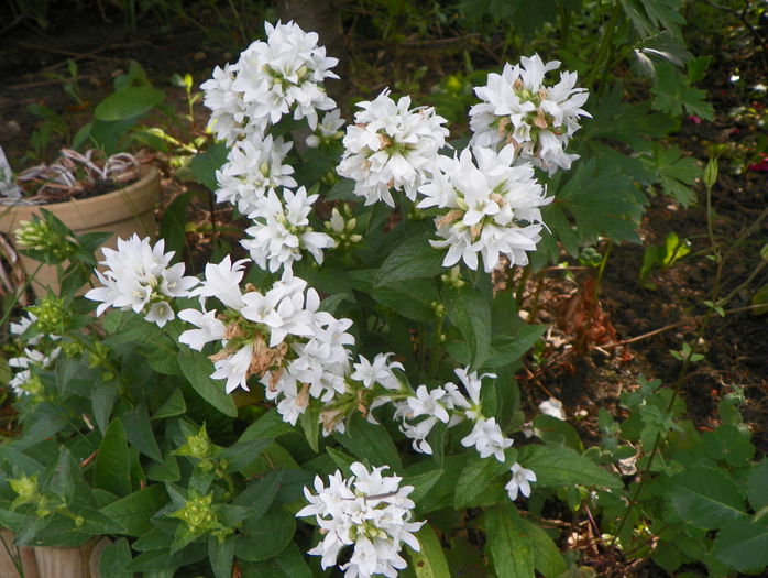 campanula glomerata alba - Vara 2015
