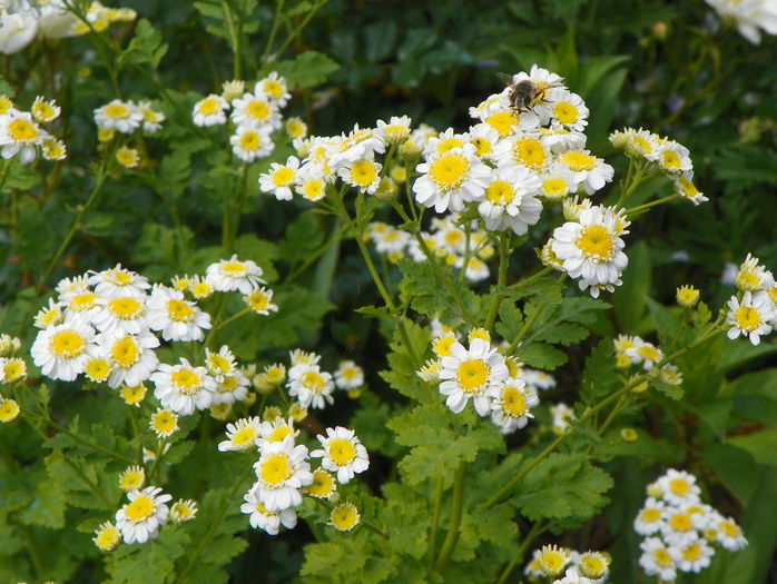 tanacetum parthenium - Vara 2015