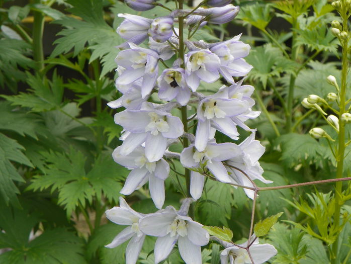 delphinium