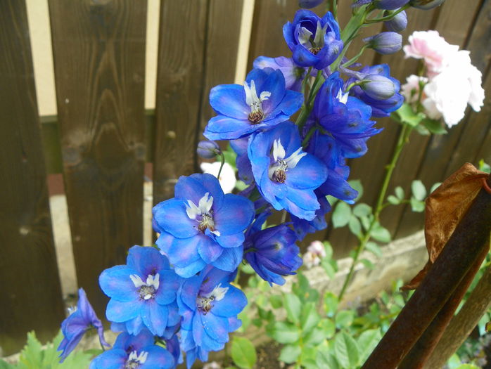 delphinium