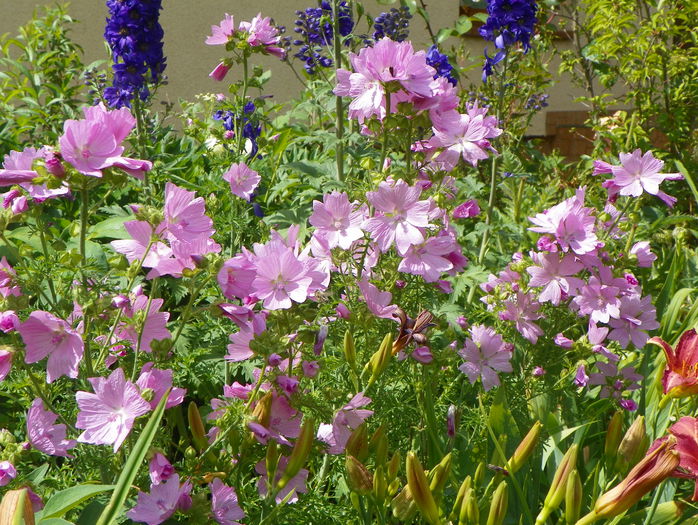 malva moschata rosea - Vara 2015