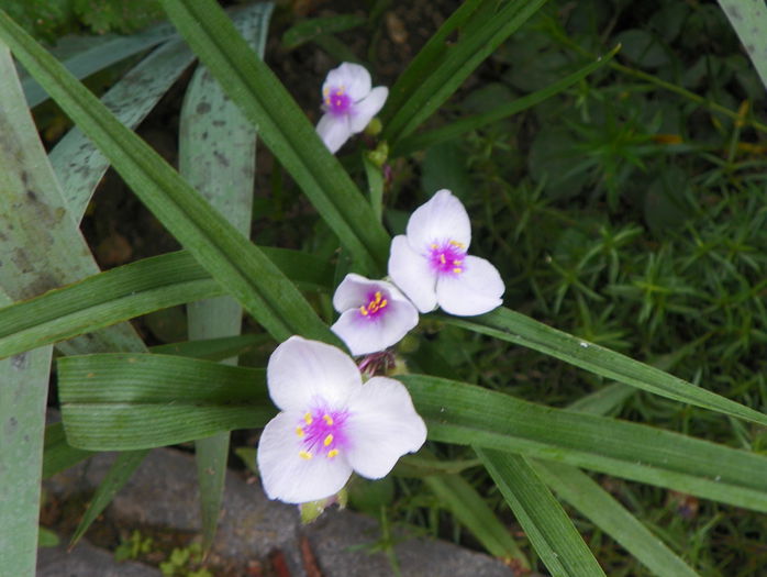 tradescantia Temptation - Vara 2015