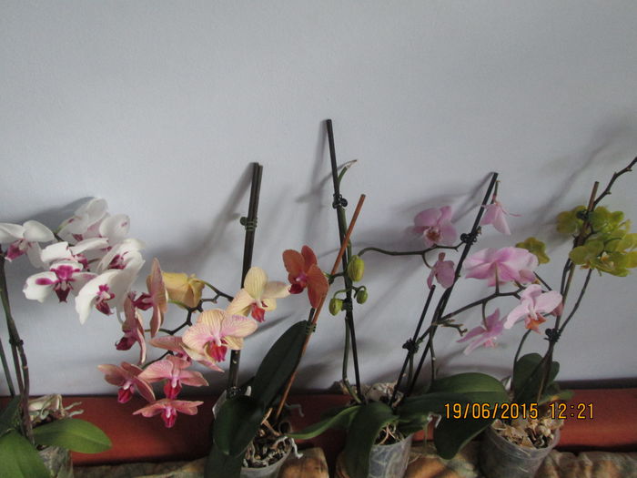 IMG_3298 - Florile mele iunie 2015