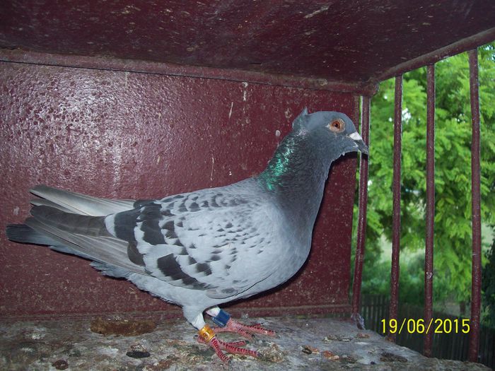 oare mai ma trimite undeva?